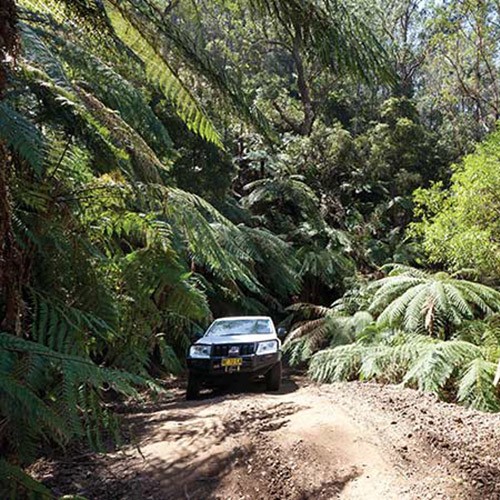 A Sight to See - Wadbilliga National Park